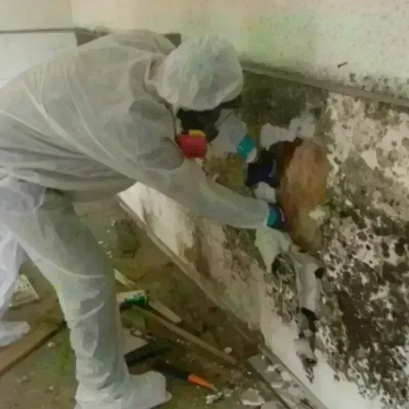 Best Mold Remediation and Removal Service in Bottineau County, ND